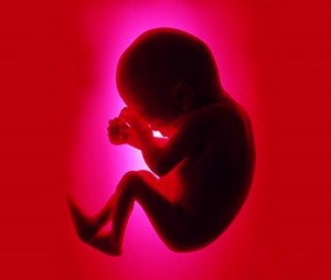 Embrión humano